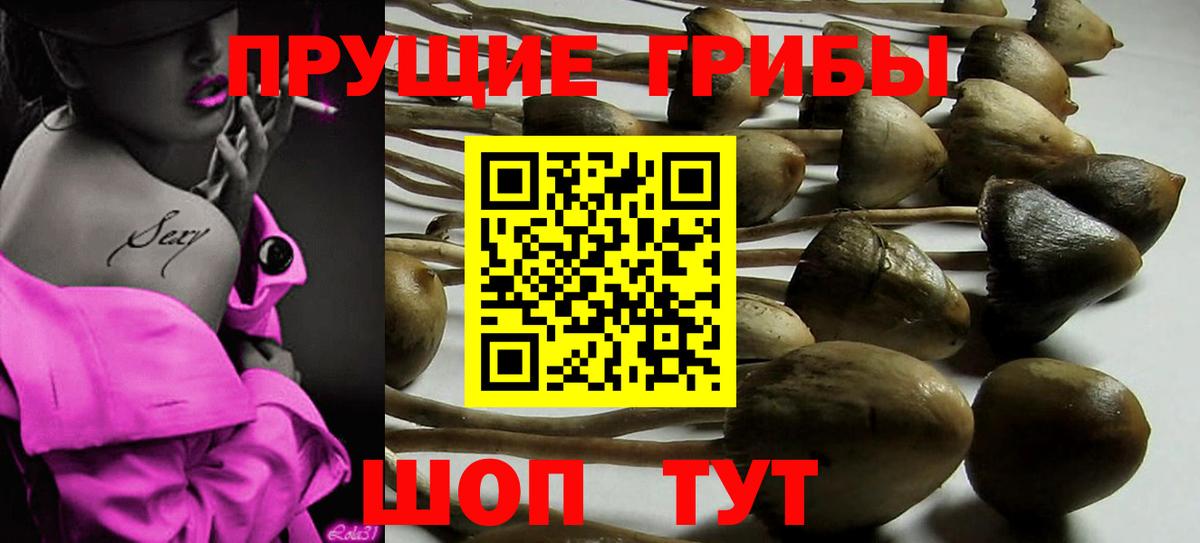 Асино  Псилоцибиновые грибы мицелий  Вход с VPN 